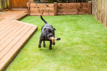 Dog running on artifical grass by decking with a toy in his mouth