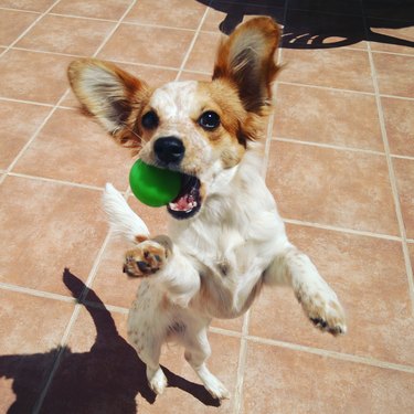 small dog jumping with ball in mouth