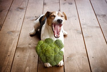 Jack russell terrier dog with broccoli.