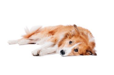 what are signs of internal bleeding in a dog