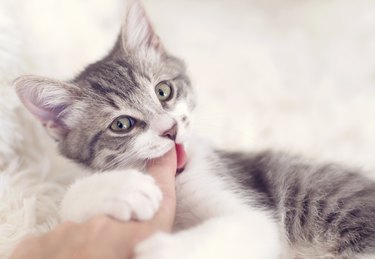 Cute kitten chewing on a finger
