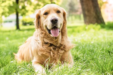 Portrait of beautiful Golden Retriever