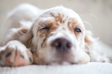 Pictures of English Setter puppies.