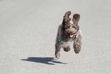 small brown dog running on road