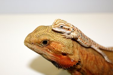 Adult Bearded Dragon with Baby