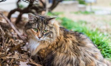 Closeup portrait of calico maine coon cat with green eyes sitting outside in fallen foliage and green grass