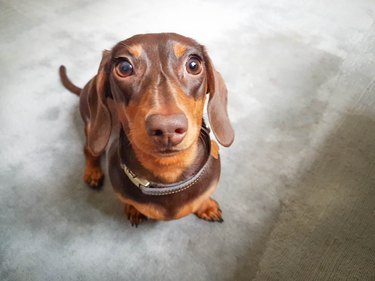 Dachshund with pretty eyes looking at the camera