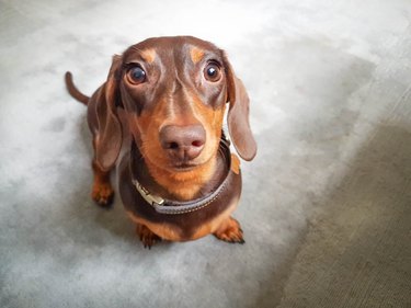 Close up of a brown dog