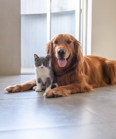 Golden Retriever and Kitten sitting together on floor