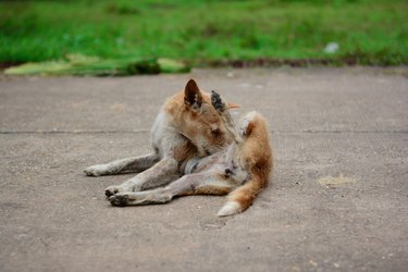 a local brown dog lying down on concrete road and cleaning itself