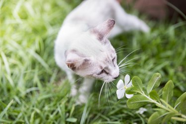 White kitten cat smells flower on grass