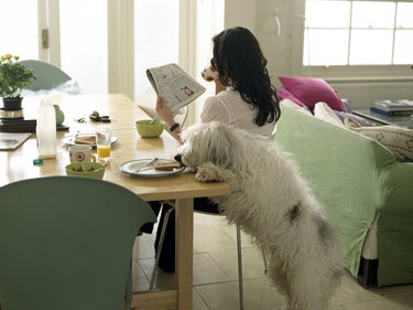 Dog stealing woman's toast