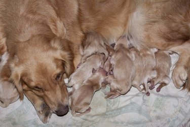 newborn litter of golden retriever puppies