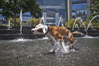 are pitbulls allowed in nyc