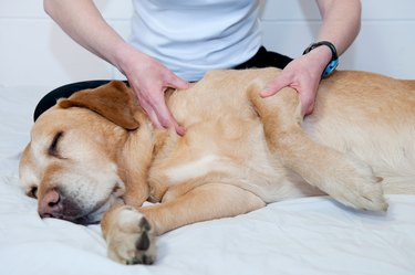 dog getting a massage