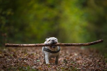 Dog Carrying Stick In Mouth While Walking On Land At Forest During Autumn
