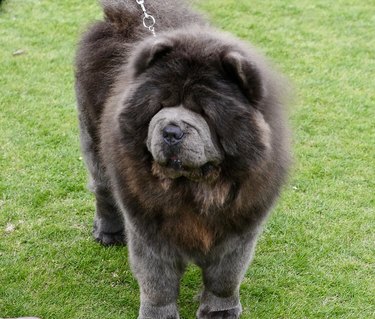 Chow Chow Dogs walking on grass