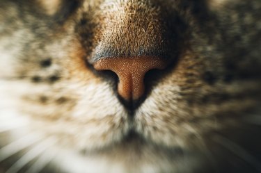 Snout of tabby cat, close-up