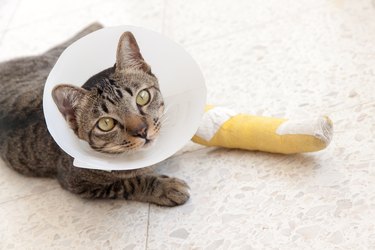 broken leg splint cat