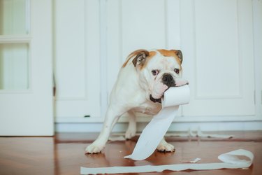 Dog playing with toilet paper on bathroom floor