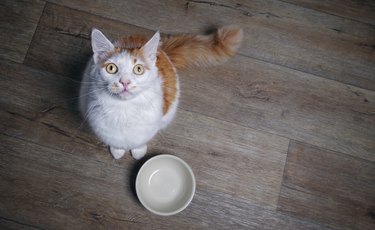 Cute tabby cat looking to the camera and waiting for food. High angle view with copy space.