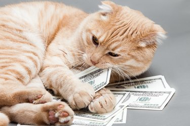 orange cat lying on a stack of hundred dollar bills