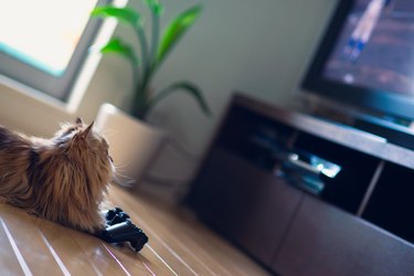 Cat in front of game controller looking at TV