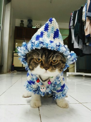 Portrait Of Cat Wearing Sweater And Knit Hat At Home