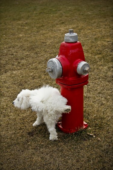 Dog peeing on red fire hydrant