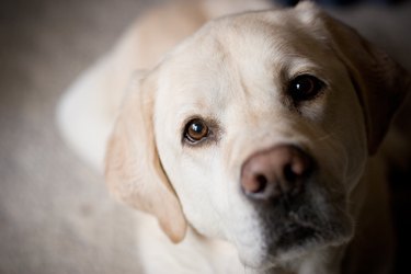 Yellow Labrador Retriever Looking at Camera