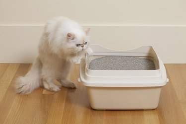 How to Make Homemade Cat Litter Cuteness