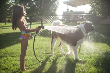 Girl spraying water on Saint Bernard with hose in backyard