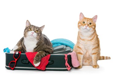 Two striped cat lying with a suitcase