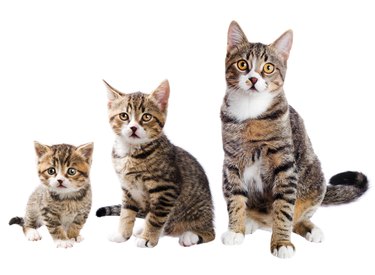 The cat with three lives
