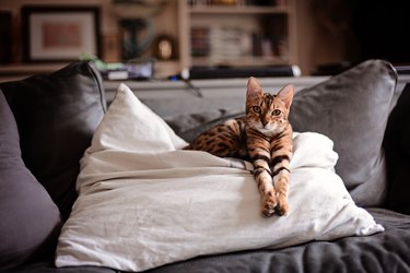 Bengal cat stretching on a cushion