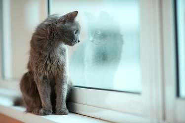 Russian blue cat stare out the window