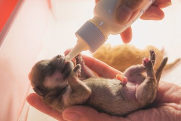 Cropped Hands Feeding Milk To Puppy