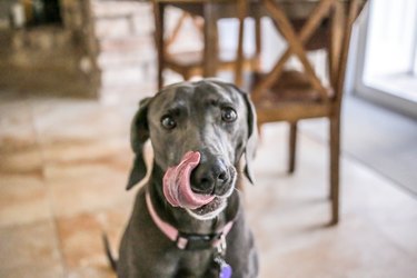 why do dogs lick grout