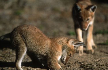 Ethiopian Wolf Pups Digging