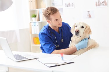 Skillful male vet is analyzing animal health