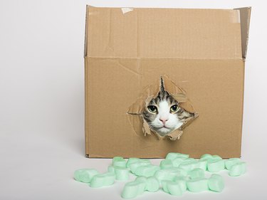 kitten in a cardboard box