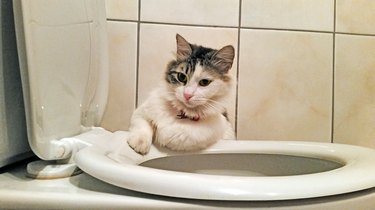 Cat On Toilet Bowl Against Wall