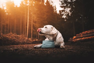 young thirsty purebred labrador retriever dog puppy lying down and drinking fresh water out of dog bowl in forest during sunset