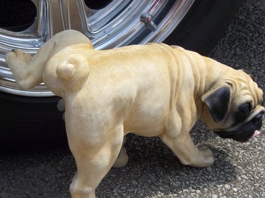 pug dog peeing on car tire