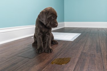 Does Vinegar Kill Dog Urine Odor in Hardwood Floors Cuteness