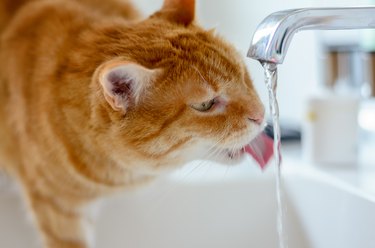 Ginger cat sipping running water from a tap