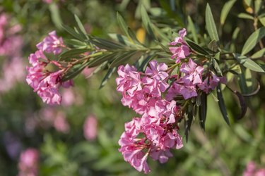 are oleander plants poisonous to cats and dogs