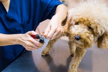 Vet trim cut dog nails at clinic