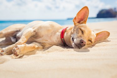 Brown dog lying on a sandy beach