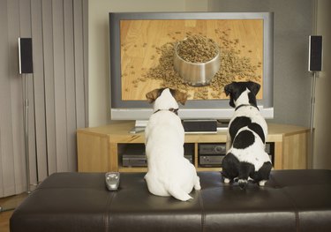 Dogs watching dog dish with food on TV